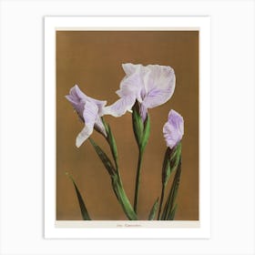 Iris Kæmpferi, Hand Colored Collotype From Some Japanese Flowers, Ogawa Kazumasa Art Print