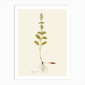 Sage flowers 1 Art Print