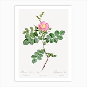 Sweet Brier Rosebush, Pierre Joseph Redoute Art Print