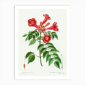 Trumpet Vine, Pierre Joseph Redoute Art Print