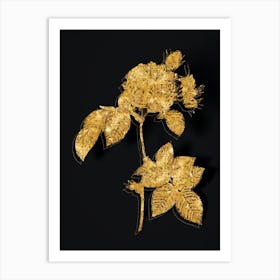 Vintage Pink Francfort Rose Botanical in Gold on Black Art Print