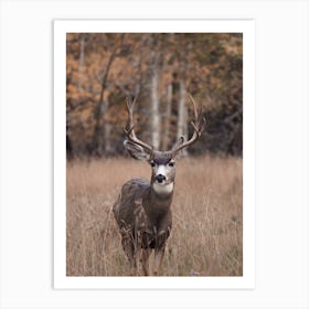 Buck Mule Deer In Colorado Art Print