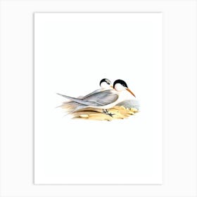 Vintage Torres' Tern Bird Illustration on Pure White n.0199 Art Print