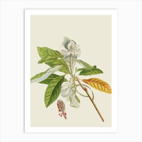 Magnolia 2 Art Print