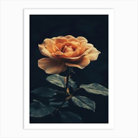 Orange Rose 7 Art Print