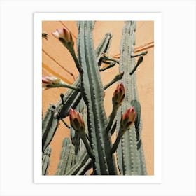 Flowering Cactus Art Print