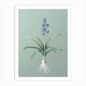 Vintage Scilla Patula Botanical Art on Mint Green n.0097 Art Print