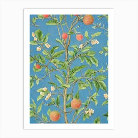 Guava Vintage Botanical Fruit Art Print
