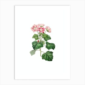 Vintage Rhomb Leaved Palavia Botanical Illustration on Pure White n.0375 Art Print