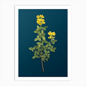 Vintage Common Cytisus Botanical Art on Teal Blue Art Print