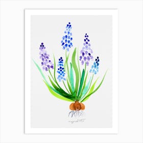 Muscari watercolor artwork Art Print