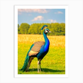 Peacock In The Field Art Print