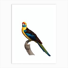 Vintage Crimson Rosella Parrot Bird Illustration on Pure White 1 Art Print