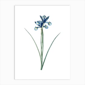 Vintage Spanish Iris Botanical Illustration on Pure White n.0594 Art Print