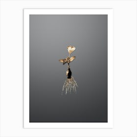 Gold Botanical Cape Tulip on Soft Gray n.1383 Art Print