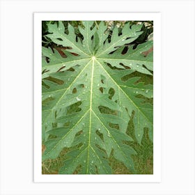 Fagus Sylvestris Art Print