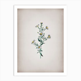 Vintage Glaucous Aster Flower Botanical on Parchment Art Print