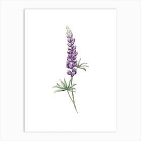 Mystical Purple Lupine Watercolor Art Art Print