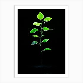 Green Leaf On Black Background Art Print