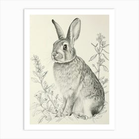 French Lop Rabbit Drawing 4 Art Print