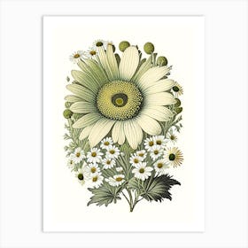 Daisy 2 Floral Botanical Vintage Poster Flower Art Print