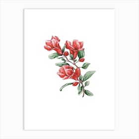 Vibrant Pomegranate Flower Watercolor Painting Art Print