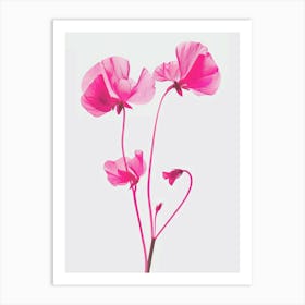 Hot Pink Sweet Pea 2 Art Print