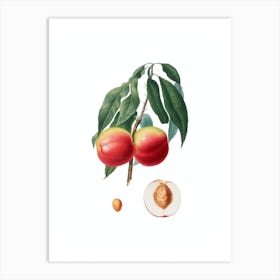 Vintage Peach Botanical Illustration on Pure White 2 Art Print