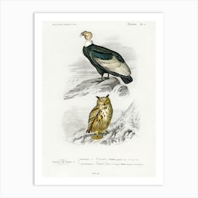 Different Types Of Birds, Charles Dessalines D'Orbigny 15 Art Print