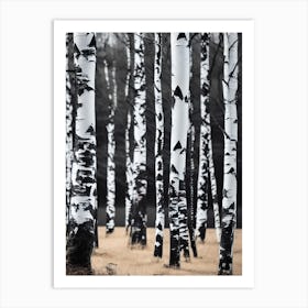 Birch Trees 58 Art Print