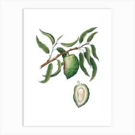 Vintage Almond Botanical Illustration on Pure White Art Print