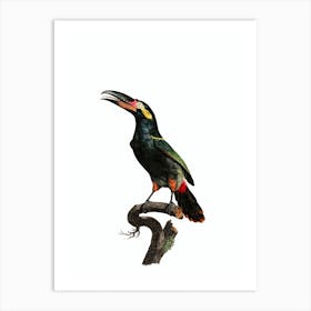 Vintage Black Necked Aracari Bird Illustration on Pure White 2 Art Print