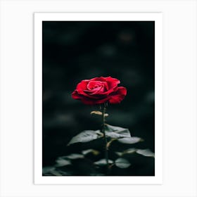 Dark Rose 129 Art Print