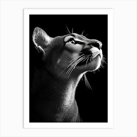 Portrait Of A Cougar Art Print