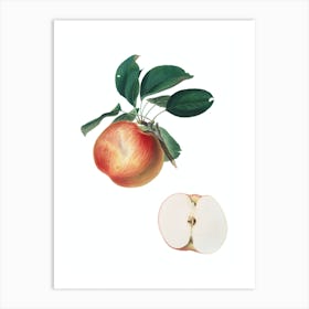 Vintage Apple Botanical Illustration on Pure White n.0279 Art Print