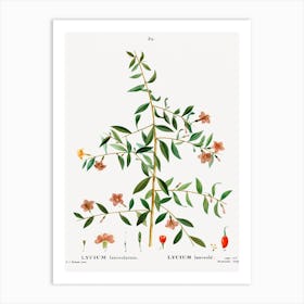 Lycium Lanceolatum, Pierre Joseph Redoute Art Print