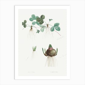 Botanical Roots, Pierre Joseph Redoute Art Print