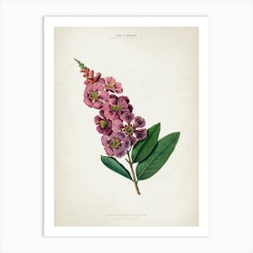 Vintage Denisse 2 Lagerstroemia Regina Art Print