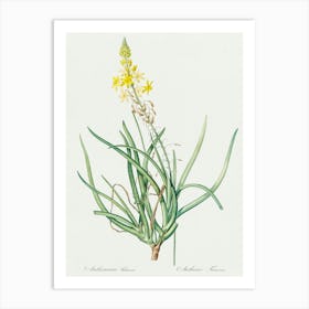 Stalked Bulbine Illustration From Les Liliacées (1805), Pierre Joseph Redoute Art Print