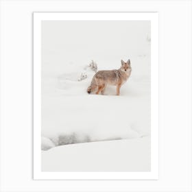 Snowy Coyote Art Print