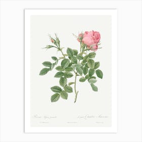 Dwarf Four Seasons Rose, Pierre Joseph Redoute Art Print