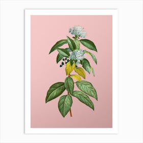 Vintage Laurustinus Botanical on Soft Pink n.0015 Art Print