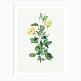 Reduta Heterophylla, Pierre Joseph Redouté Art Print