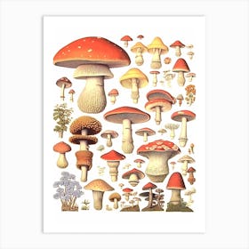 Vintage Mushrooms 5 Art Print
