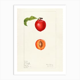 Apricot Art Print