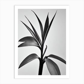 Bird Of Paradise B&W Pencil 1 Flower Art Print