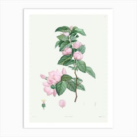 Pale Pink flower from La Botanique de J. J. Rousseau, Pierre Joseph Redoute Art Print