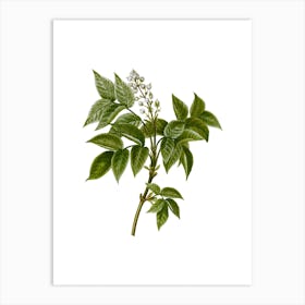 Vintage European Bladdernut Botanical Illustration on Pure White n.0508 Art Print