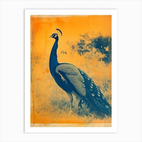 Orange & Blue Peacock In The Grass 2 Art Print