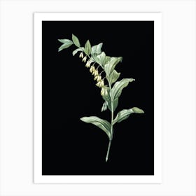 Vintage Solomon's Seal Botanical Illustration on Solid Black n.0972 Art Print